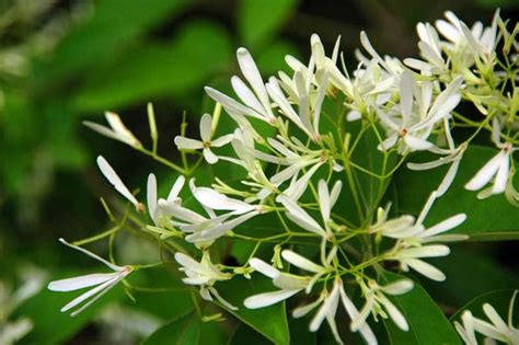 夜來香花期|夜来香（夹竹桃科夜来香属植物）